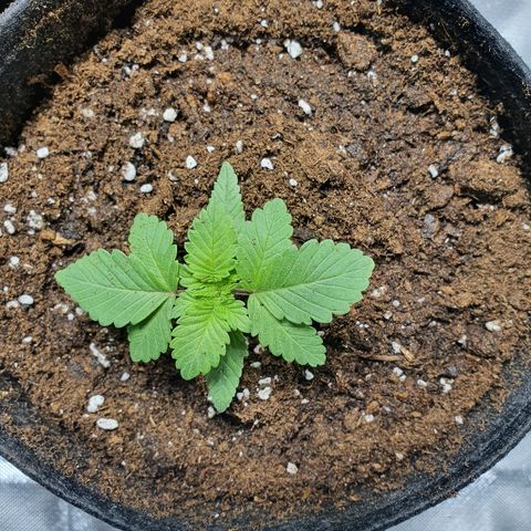 MOBY-D growlog timeline photo
