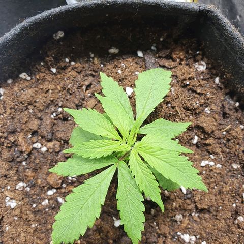 #3 growlog timeline photo