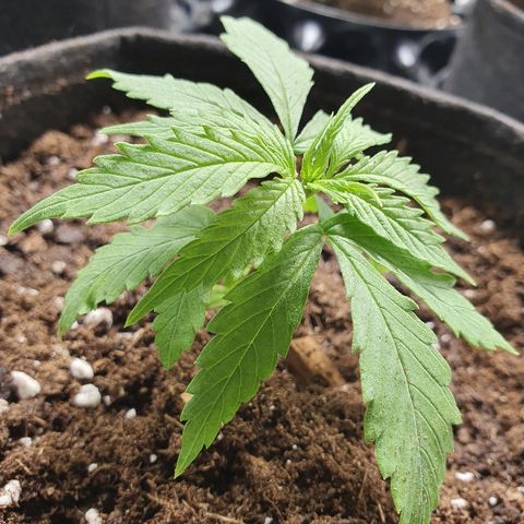 #3 growlog timeline photo