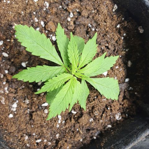 #3 growlog timeline photo