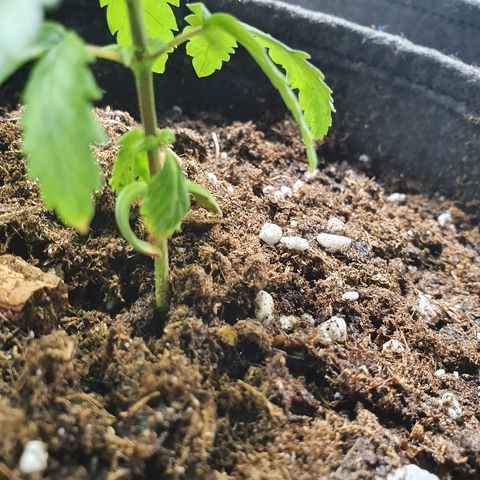 #3 growlog timeline photo