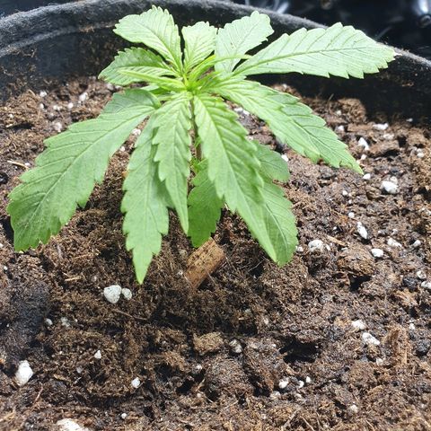 #3 growlog timeline photo