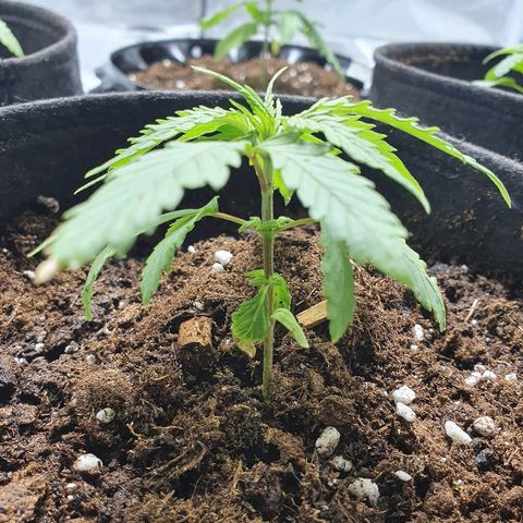 #3 growlog timeline photo