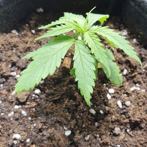 #3 growlog timeline photo