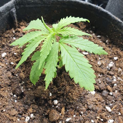 #3 growlog timeline photo