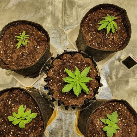 #1 growlog timeline photo