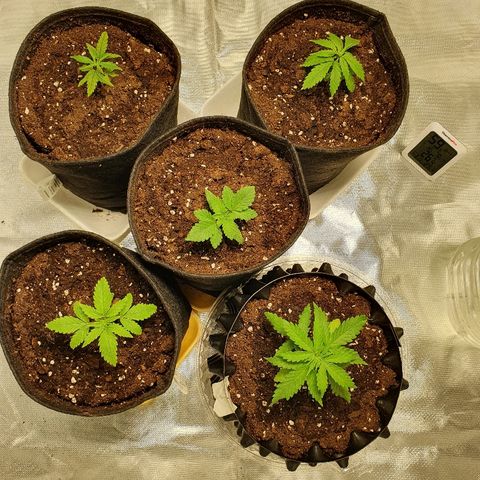 MOBY-D growlog timeline photo
