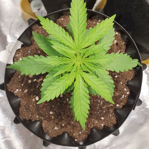 #1 growlog timeline photo