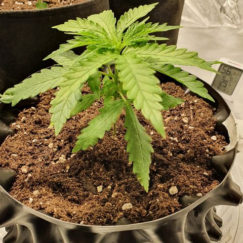 #1 growlog timeline photo