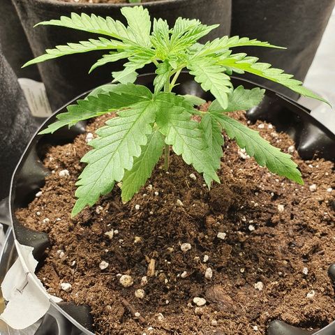 #1 growlog timeline photo