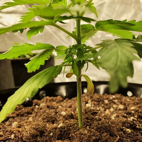 #1 growlog timeline photo