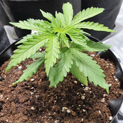 #1 growlog timeline photo