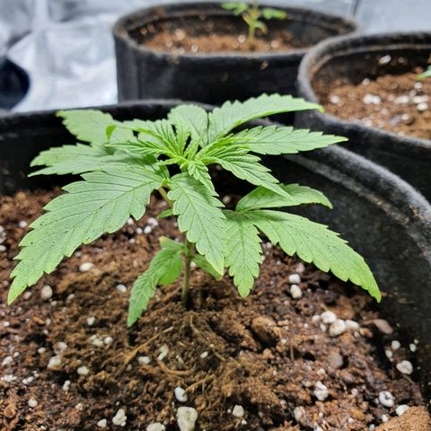 CRITICAL+2 growlog timeline photo
