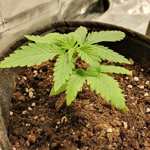 CRITICAL+2 growlog timeline photo