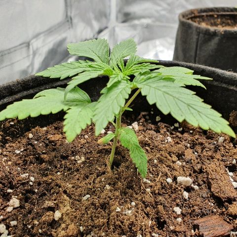 CRITICAL+2 growlog timeline photo