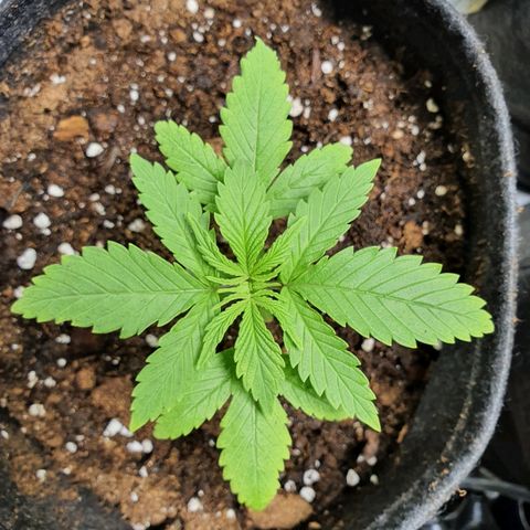 CRITICAL+2 growlog timeline photo