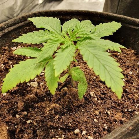 CRITICAL+2 growlog timeline photo