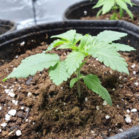 MOBY-D growlog timeline photo