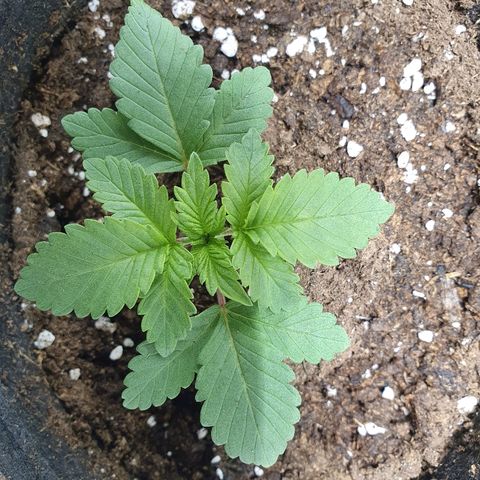 MOBY-D growlog timeline photo