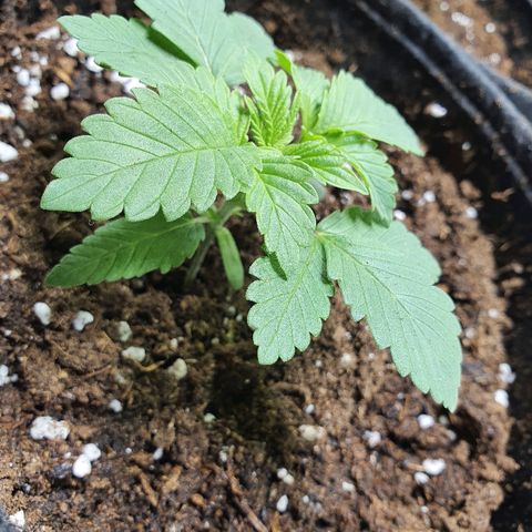 MOBY-D growlog timeline photo