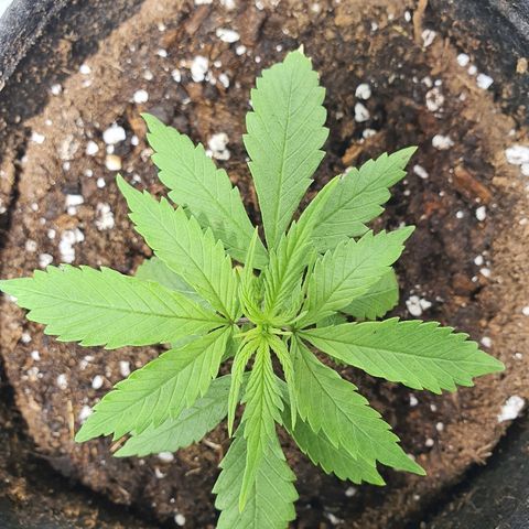 #3 growlog timeline photo