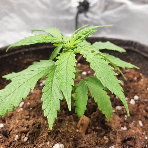#3 growlog timeline photo