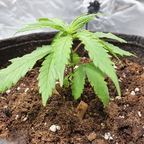 #3 growlog timeline photo