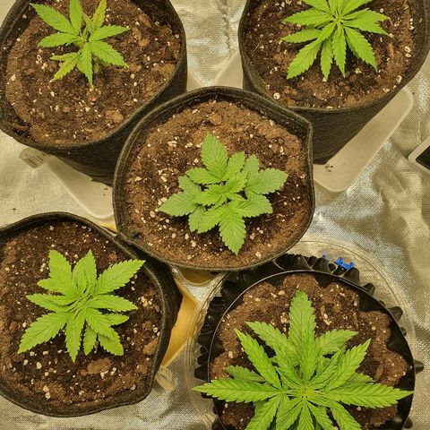 #1 growlog timeline photo