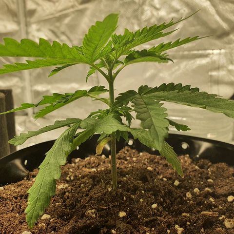 #1 growlog timeline photo
