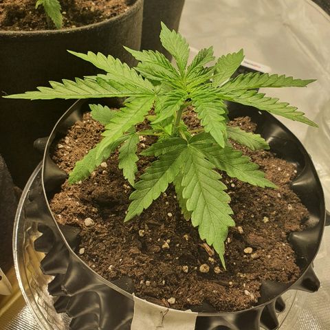 #1 growlog timeline photo