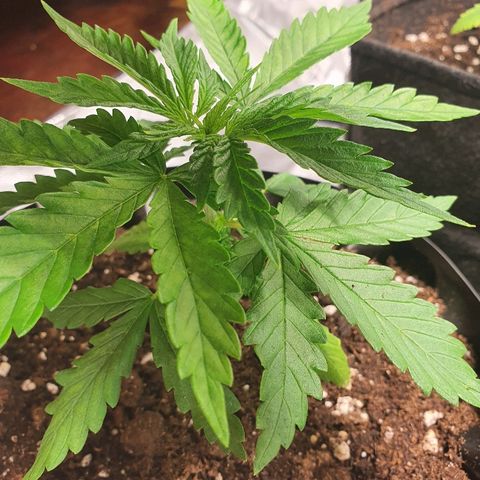 #1 growlog timeline photo