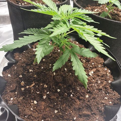 #1 growlog timeline photo