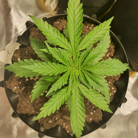 #1 growlog timeline photo