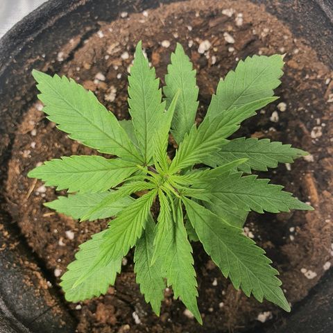 #3 growlog timeline photo