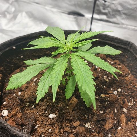 #3 growlog timeline photo