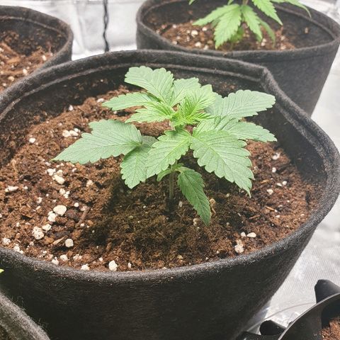 MOBY-D growlog timeline photo