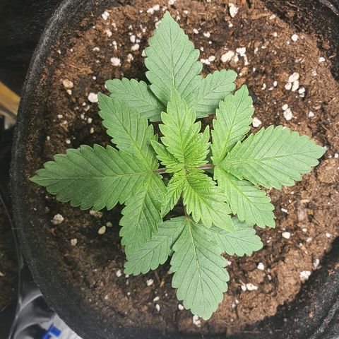 MOBY-D growlog timeline photo