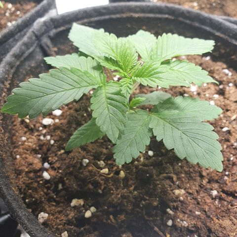 MOBY-D growlog timeline photo