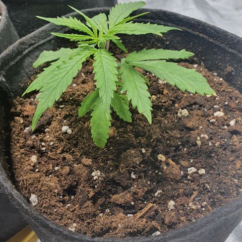 #3 growlog timeline photo
