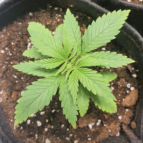 CRITICAL+2 growlog timeline photo