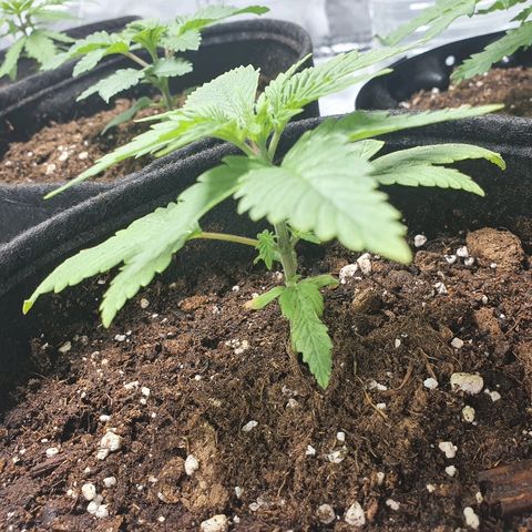 CRITICAL+2 growlog timeline photo