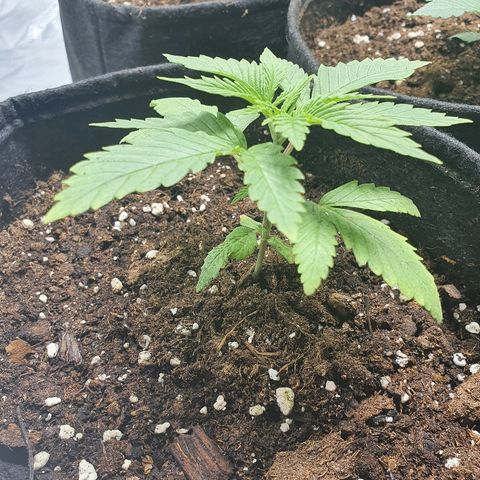 CRITICAL+2 growlog timeline photo