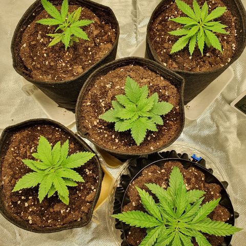 CRITICAL+2 growlog timeline photo