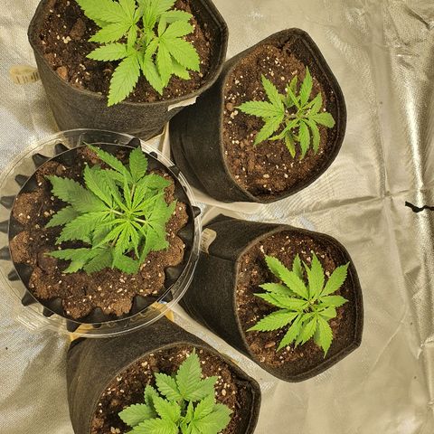 MOBY-D growlog timeline photo