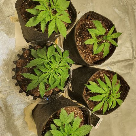 #3 growlog photo: Saque los filtros (sucios) de los coolers... 
