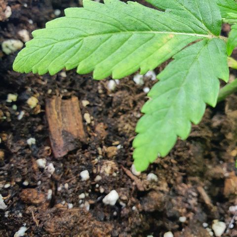 CRITICAL+2 growlog timeline photo
