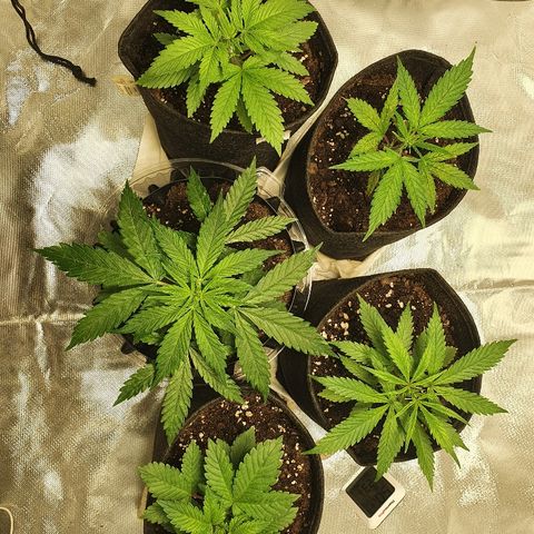 MOBY-D growlog timeline photo