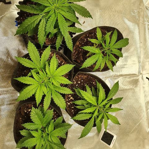 #1 growlog timeline photo