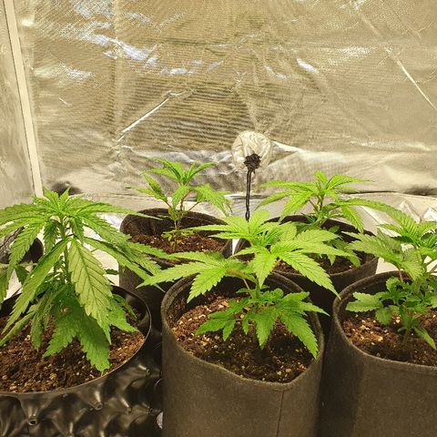 CRITICAL+2 growlog timeline photo