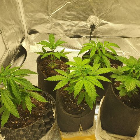 #3 growlog timeline photo